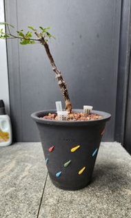 [小] 奧比克紅皮橄欖Commiphora orbicularis　奧比克沒藥　紅皮沒藥