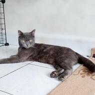 Kucing British Shorthair Mix Scottish