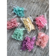 Preserved Hydrangea 2Gr/ flowers preserved hydrangea flowers decorative flowers