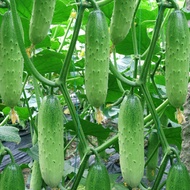 Fruit cucumber seeds, drought resistant cucumber seeds, four seasons potted balcony vegetable seeds, vegetable seeds