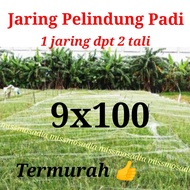 Jaring sawah padi burung mandar ruak kelelawar jaring pelindung hama sawah jaring penutup padi