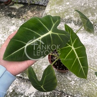 TKL - Big Size Alocasia Frydek Live Plant 大型绿天鹅海芋
