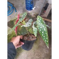 Sindo - Begonia Maculata A Stunning Polkadot Beauty Live Plant HXP500Q785