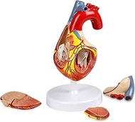 Vision Scientific VAC438-N Human Heart Model - 4 Parts | 2X Life-Size | Shows External and Internal 