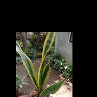 Sansevieria Snake Plant for sale