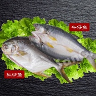 【賣魚的家】鮮嫩午仔魚/紅沙魚任選8尾組