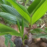 bibit kelapa hijau unggul