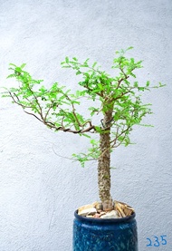 (235) 列加氏漆樹(滿瘤狀態)　Operculicarya decaryi  235, / 塊根植物 Caudex / 龜甲龍、索馬里葡萄甕、念珠橄欖都有賣