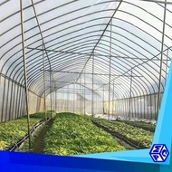 plastik uv 5% untuk atap green house - 200mic 8x50mtr