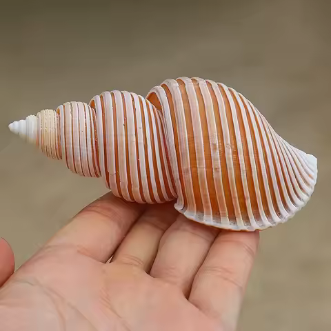 Jomon Esnail Natural Rare Conch Shell Specimen Snail Mediterranean Home Collection Ornament Fish Tan