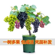 Ready stock Anak pokok Anggur Empat Musim Benih Anggur Pot Tidak Mendaki Tanpa Bingkai Benih Pokok Buah Menanam Anggur A