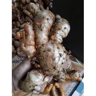 New temulawak/koneng big/ turmeric fresh temulawak 1kg