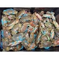 ready stock- Kuala Kurau Live Crab/Ketam Hidup dari Kuala Kurau