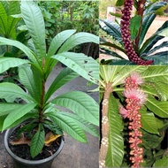 ต้นจิกเศรษฐี หรือ จิกนมยาน ต้นสูง 40-50 ซม. กระถาง 11 นิ้ว Barringtonia macrocarpa Hassk ( จิกเศรษฐี