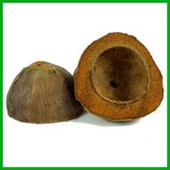 ◈ ஐ Bunot coconut husk for school bunot good quality coconut husk bunot 1pc bunot floor polisher bu