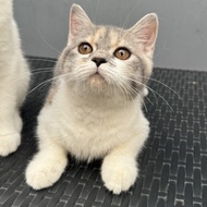 Kucing BSH Calico British Shorthair - Betina Non Ped