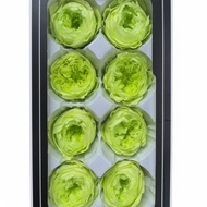 Real Flowers Preserved Classic Bloom Heads No Maintenance Eternal Bloom Flower Heads Realistic Look 