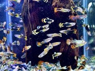【冠昱水族】龍頭孔雀魚-觀賞魚 高級餌料 造景水草