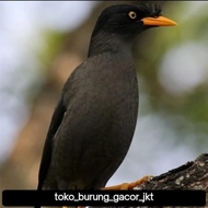 Burung Jalak Kebo Mata Kuning Ihan