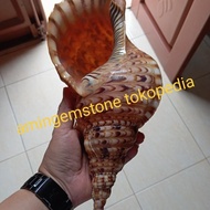 Cangkang Keong Jumbo Atau Kerang Triton Termurah