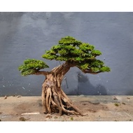 Bonsai aquascape tghbd