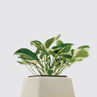 │ 方盆系列 │ 日本白金葛 - 廚浴植物 水耕盆栽 空氣淨化