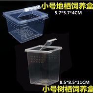 Box Mantis Mantis Living Mantis Box Breeding Reptile Box Net Box Net Box Breeding Box Box Box Insect
