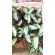 Calathea picturata plant