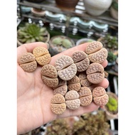 Lithops Gracilidelineata 【4-5yrs】C189/C26/C374 Living Stones Splitrocks Succulent Plants Home Garden