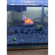 godzilla x kong the new empire toys godzilla figure godzilla toys Godzilla: Single Backstab (Fish Ta