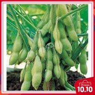 seeds HEIRLOOM EDAMAME / seed lebih besar / bigger seeds compare than dwarf edamame