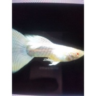 Gappy AFP Drawing Plastic Platinum/