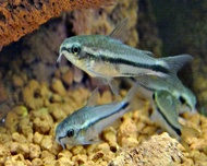 [Livestock] Pygmy Cory | Simply Aquatics | Aquatic Fish | Aquarium |Small Medium Pet Fishes | Live Fish Pets