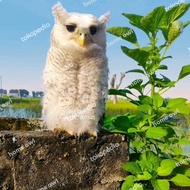 BUBO SUMATRANUS OWL BURUNG HANTU PUTIH JINAK