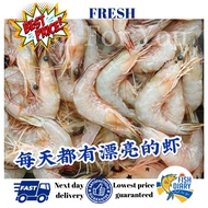 🔥PRAWN MING HAR/ WHITE PRWAN 海明虾/ 白虾  (FREE DELIVERY for purchase RM120+)