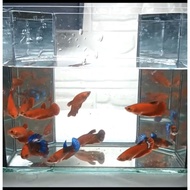 HELLBOY BETTA FISH / RANDOM PICK / IKAN LAGA