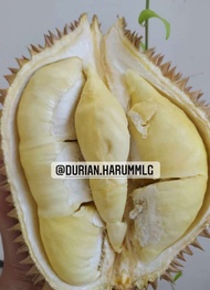 Durian Montong Palu Premium Fresh Utuh Pilihan Bergaransi