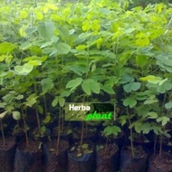bibit pohon trembesi / kihujan / pohon trembesi