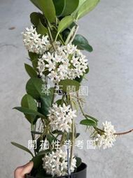 毬蘭 圓葉澳洲毬 Hoya australis wax vine 續花性 香