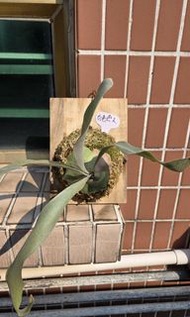 白色戀人鹿角蕨