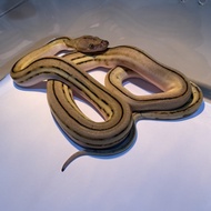 ular retic super tiger platinum full stripe