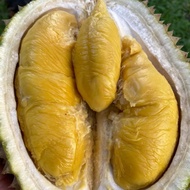 Durian Musang King Utuh Grade AA ex. Pahang (Kode:JA)