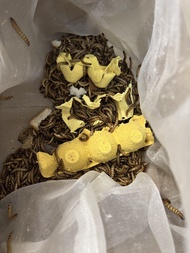 大量新鮮大麥皮蟲、麵包蟲出售