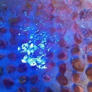coral borongan