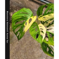 RARE Monstera Adansonii Aurea Var Live Plant Pokok Viral Pokok Hidup