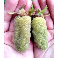 Anak Pokok Raspberry Rubus Peltatus Maxim