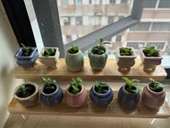 小盆栽 🪴蕾絲公主連12盆連架 （學名：Kalanchoe laetivirens）是景天科落地生根屬的多年生肉質草本多肉植物 2026 年植物風水改善健康、財運、事業、愛情 適合家居辦公室