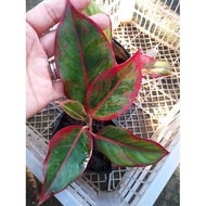Aglaonema Red Siam Thailand variety live plant seedlings