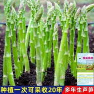 Perennial Asparagus Seeds, High-Yield Green Asparagus, Spring-Summer Vegetable Seeds 4YT4