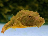 【成崧水族】毛毛狗頭 毛毛狗頭娃娃魚 狗頭娃娃